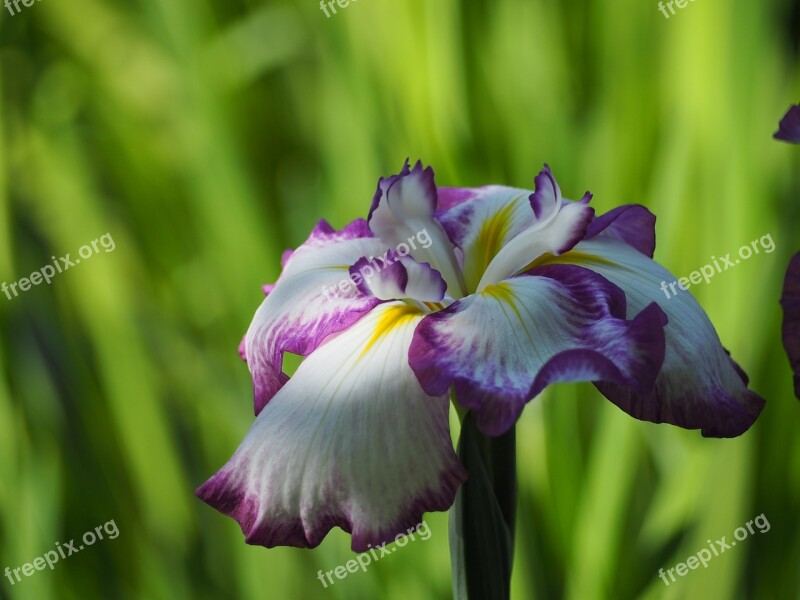 Iris Flowers Early Summer Flowers Free Photos