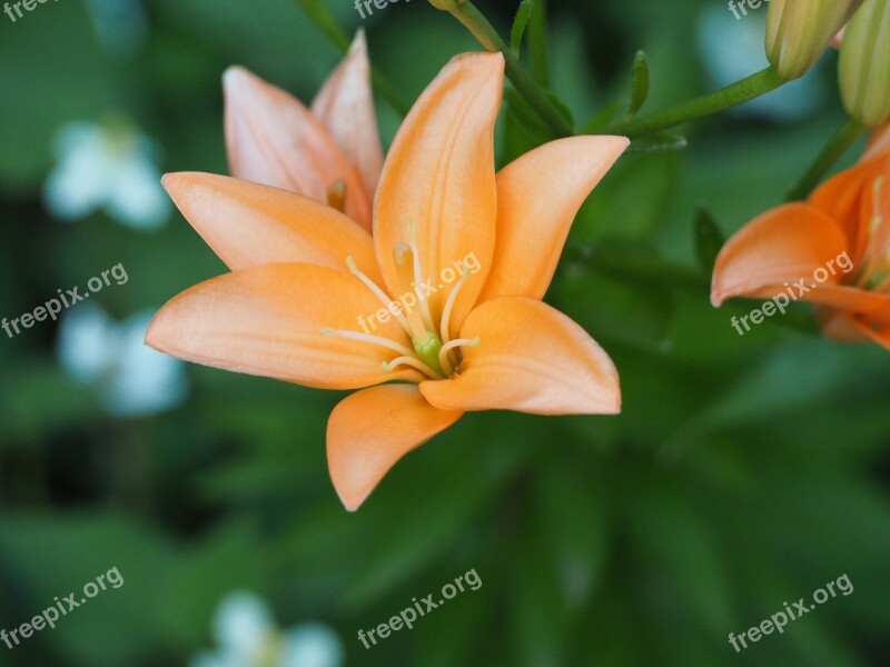 Lily Flowers Liliaceae Free Photos