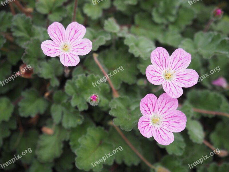 Cranesbill Flowers Early Summer Flowers Furousou Free Photos