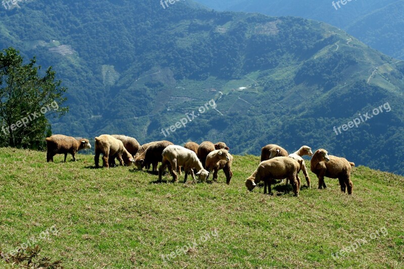 Mountain Sheep Landscape Free Photos