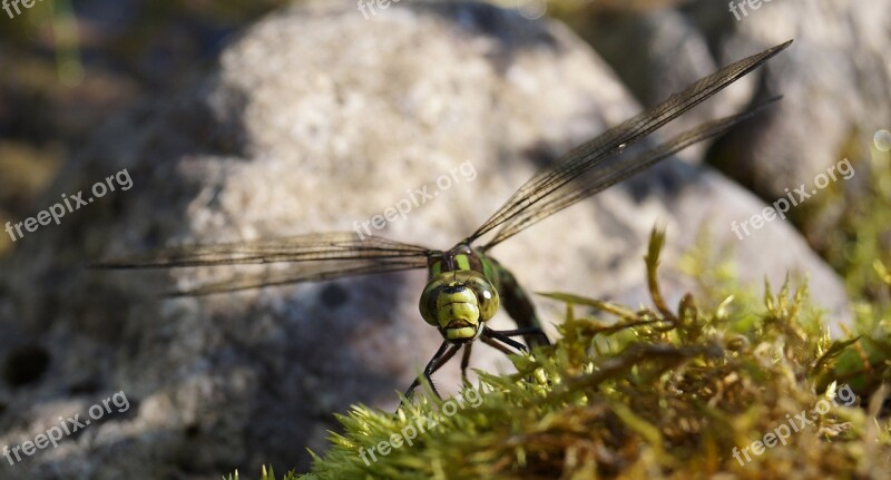 Hawker Dragonfly Insect Close Up Nature