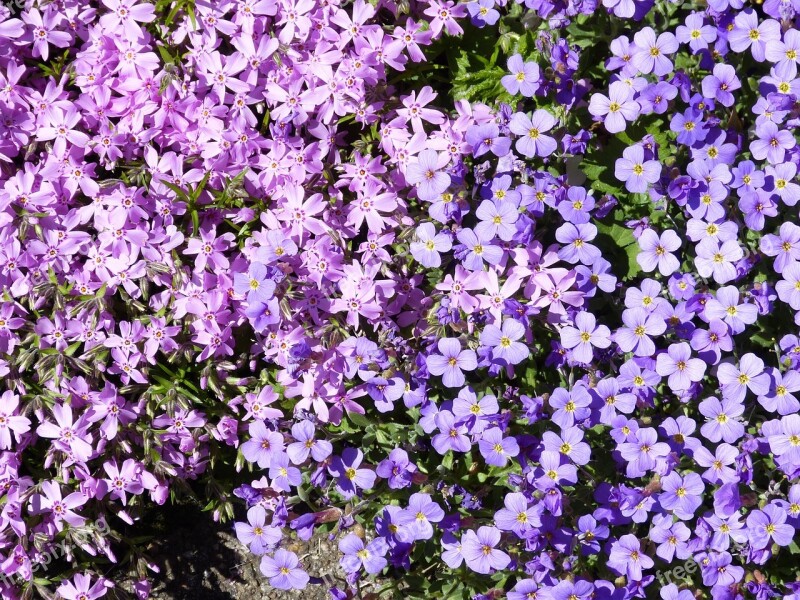 Flower Blossom Bloom Spring Stone Garden