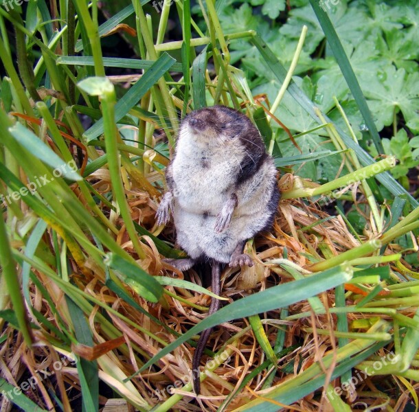 Eurasian Water Shrew Neomys Liners Mouse Mammal Insectivores