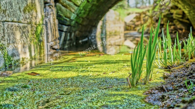 Waters Channel Beautiful Nature Plant