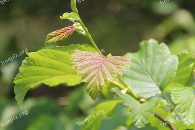 Laoshan Natural The Leaves Free Photos