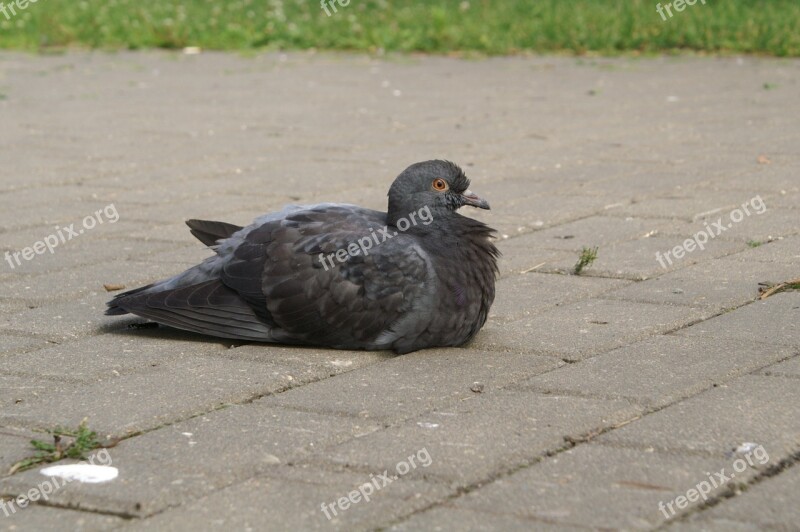 Dove Bird Birds Blue Grey Pigeons Free Photos