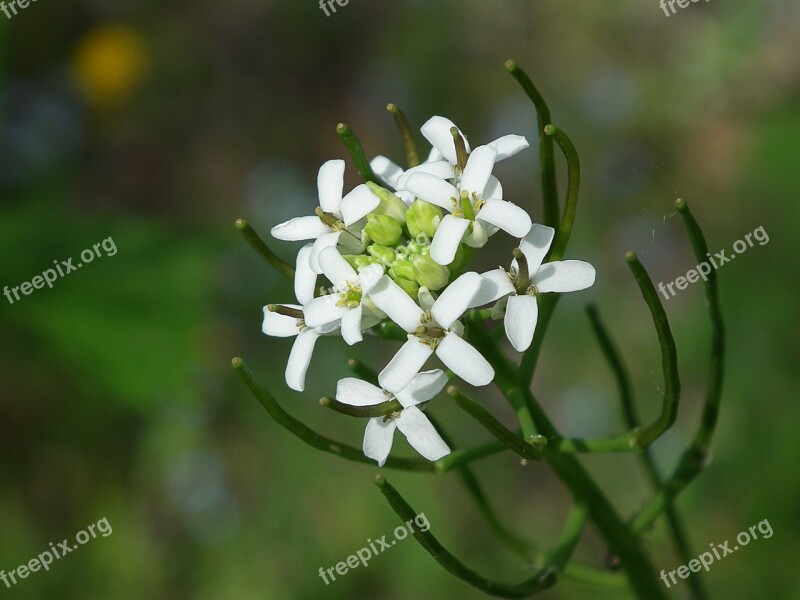 Grass Flower Macro Flora White Wild Flowers