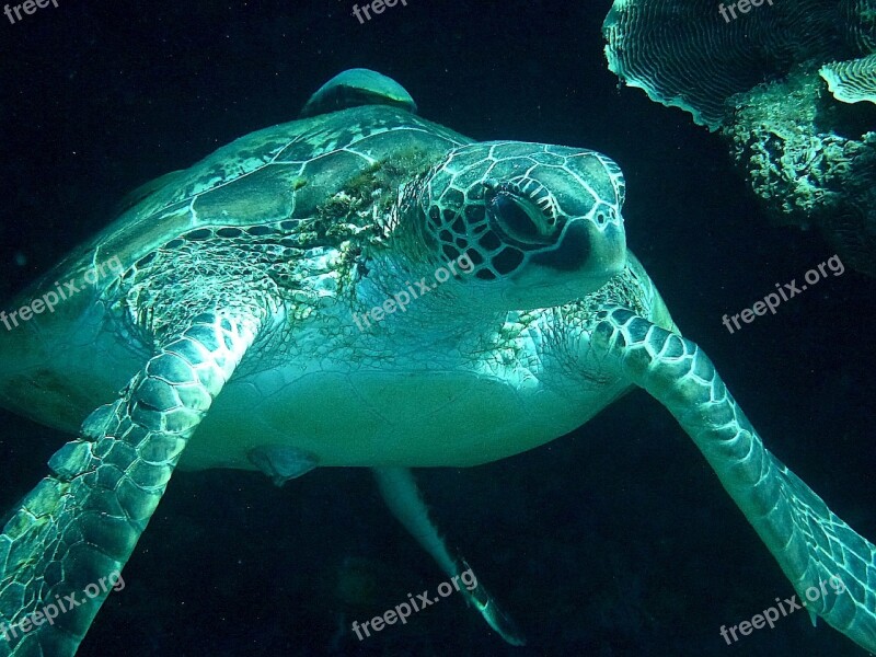 Turtle Underwater Sea Turtle Meeresbewohner Sea