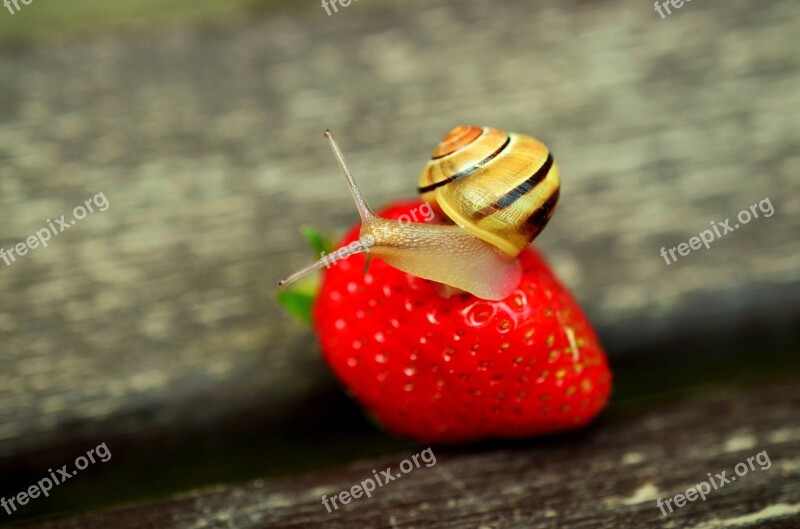 Strawberry Snail Tape Worm Animal Reptile