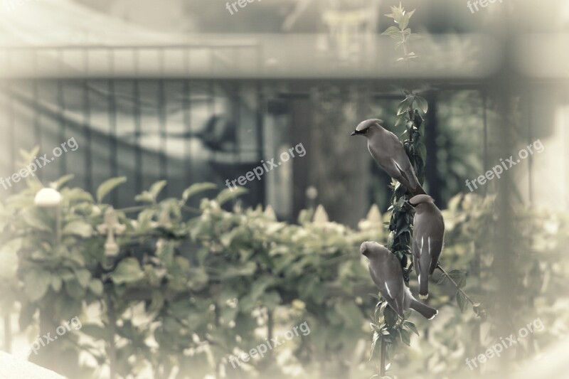 Birds Perched Wire Row Flock