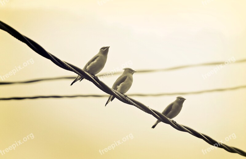 Birds Perched Wire Row Flock