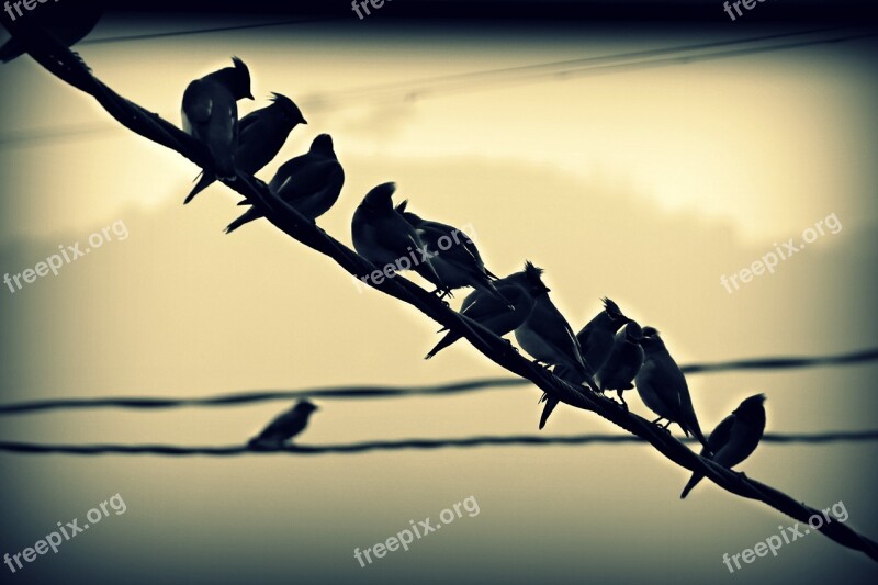 Birds Perched Wire Row Flock