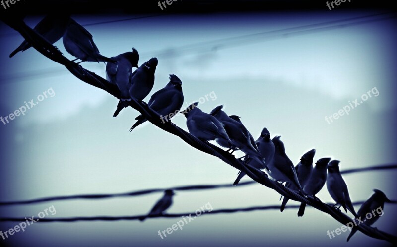 Birds Perched Wire Row Flock