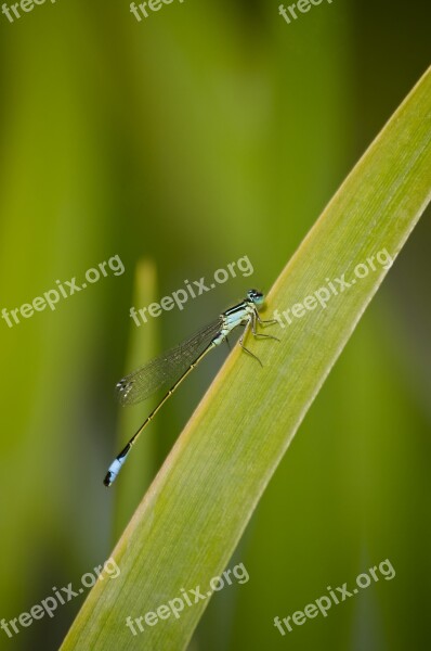 Dragonfly Grass Reed Insect Wing