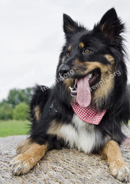 Dog Bitch Straw Bales Cloth Animal