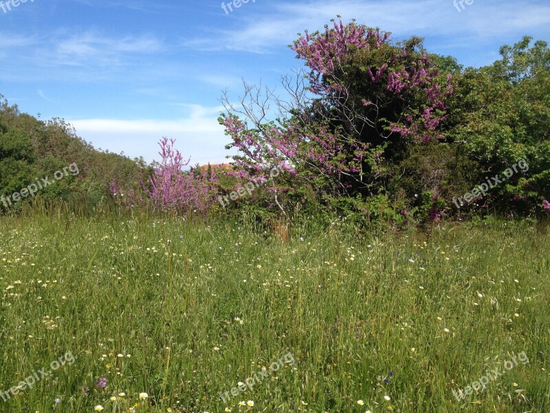 Summer Meadow Flowers Himmel Free Photos