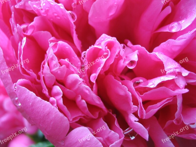 Peony Rose Petals Rose Free Photos