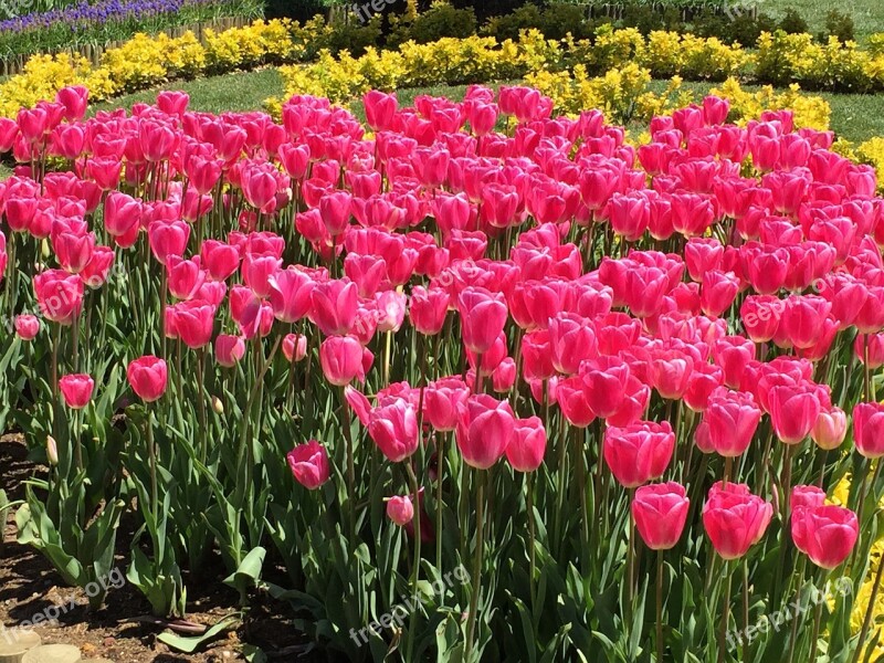 Tulips Flowers Springtime Colour Spring