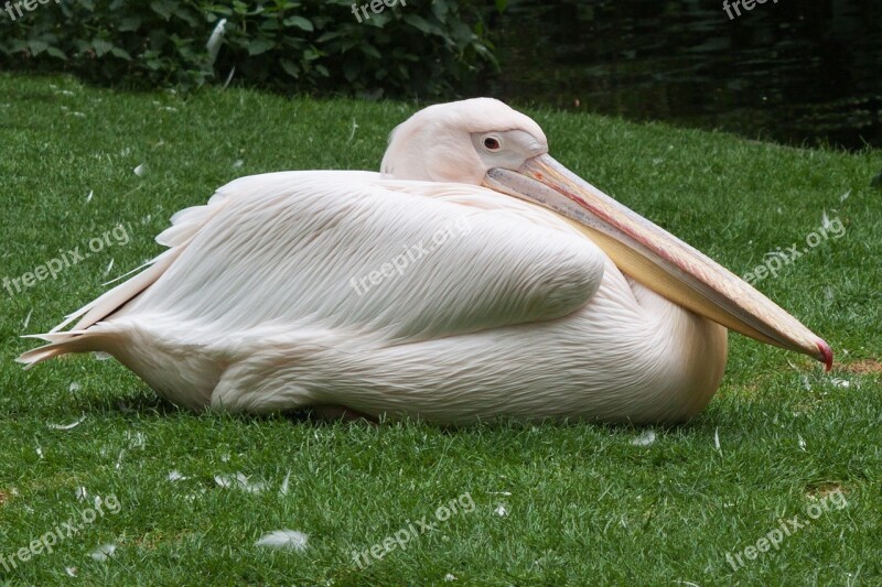 Pelikan Zoo Large Bird Water Bird