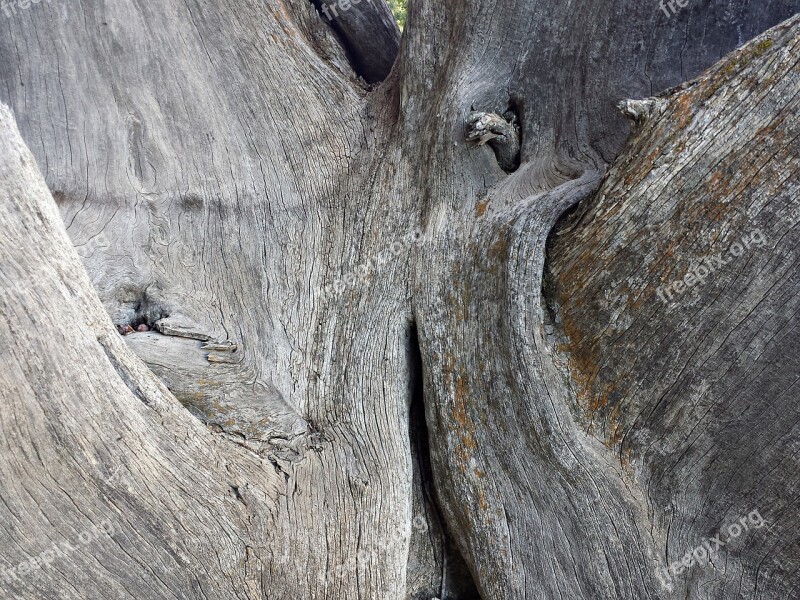 Bark Tree Nature Texture Wood