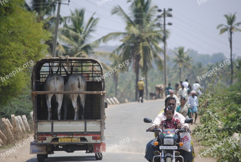 India Traffic Goats Lead Road