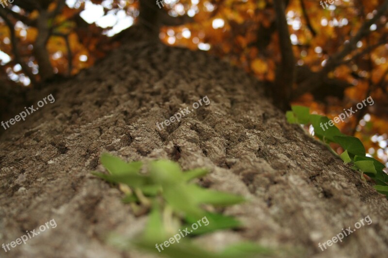 Tree Tree Bark Autumn Fall October