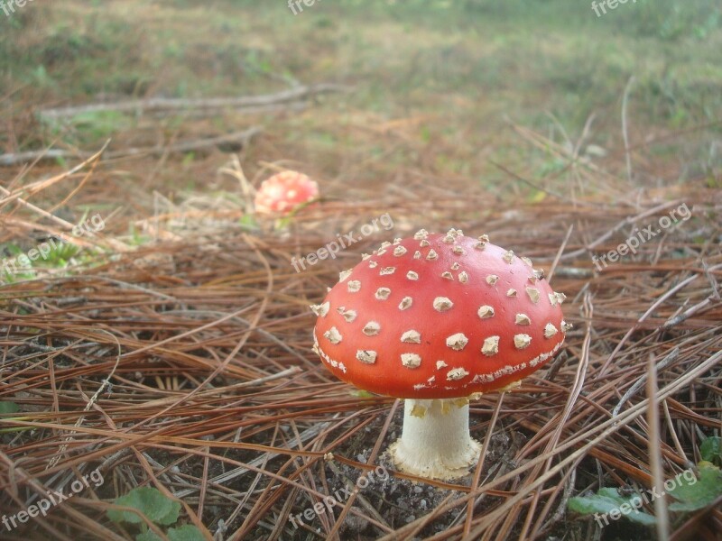 Amanita Mushroom Red Free Photos