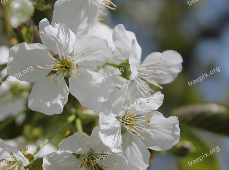 Cherry Flowers White Bloom Flowering Tree Flowering