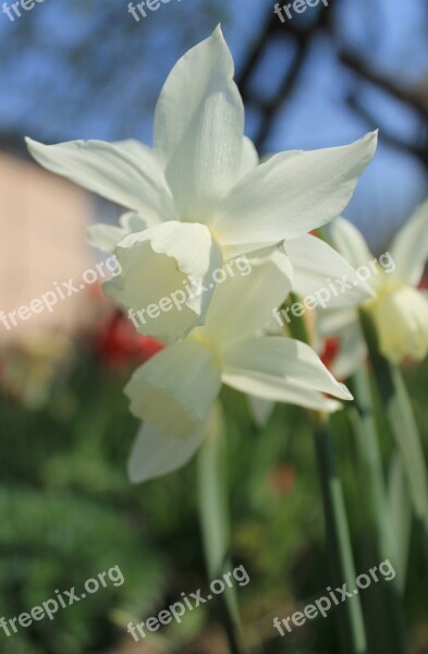 Flower White Daffodil Spring Bloom