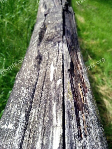 Wood Grain Tree Structure Wood Texture