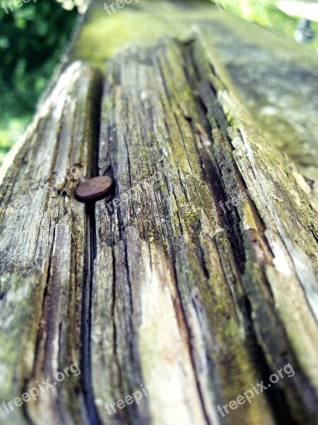 Wood Grain Tree Structure Wood Texture