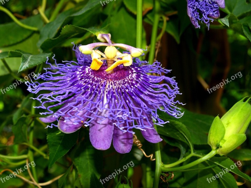 Passion Flower Blossom Bloom Petals