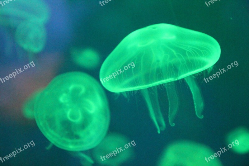 Jellyfish Sea Sea Creatures Biology Fluorescent