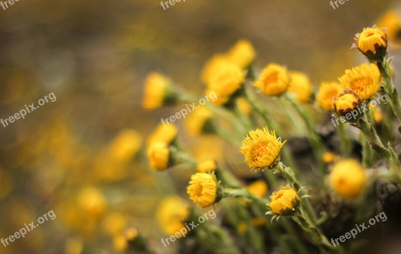 Tussilago Farfara Flowers Medicinal Plant Tussilago Springtime Flowers