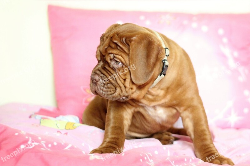 Dog Large Dogue De Bordeaux Dog De Bordeaux French Mastiff