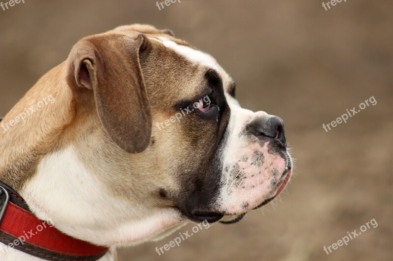 Dog Large Moloss Old English Bulldog Head