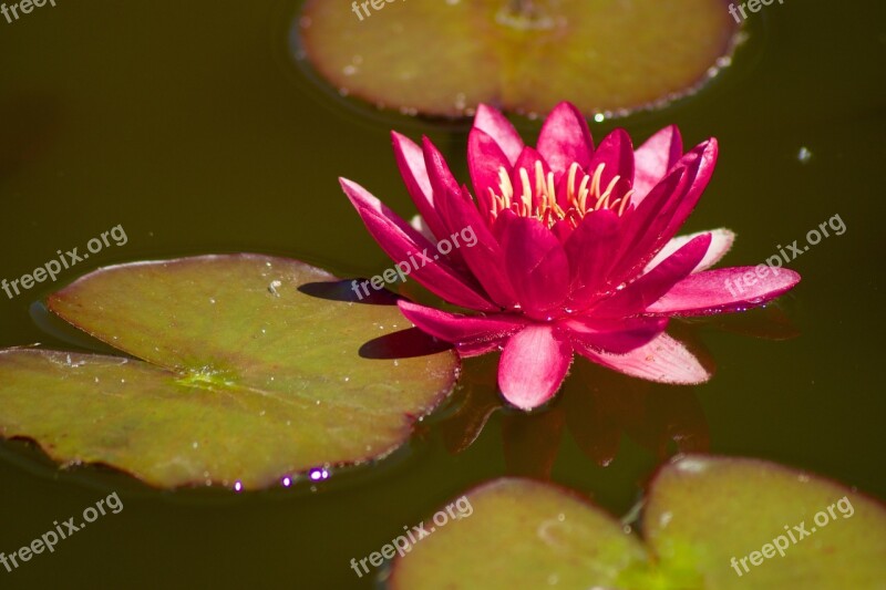 Water Lily Nature Aquatic Plants Purple Nuphar Lutea