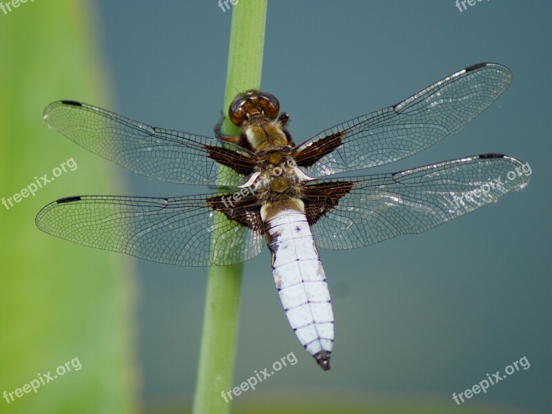 Nature Insect Dragonfly Macro Free Photos