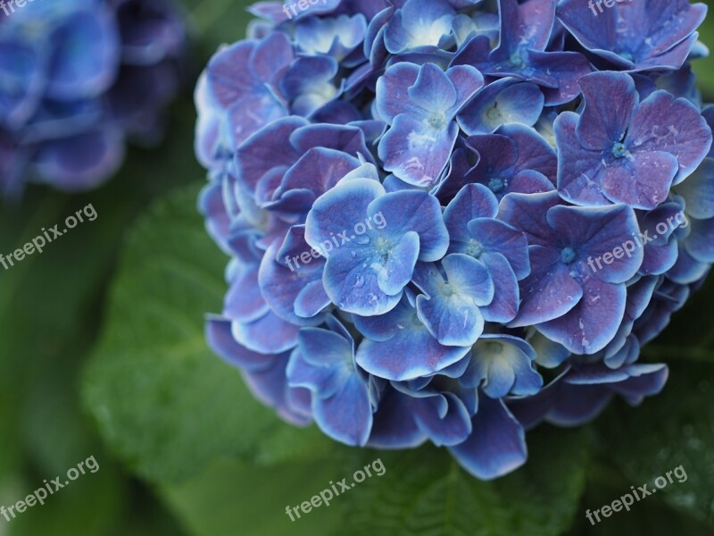 Hydrangea Drop Of Water Rain Rainy Season Flowers