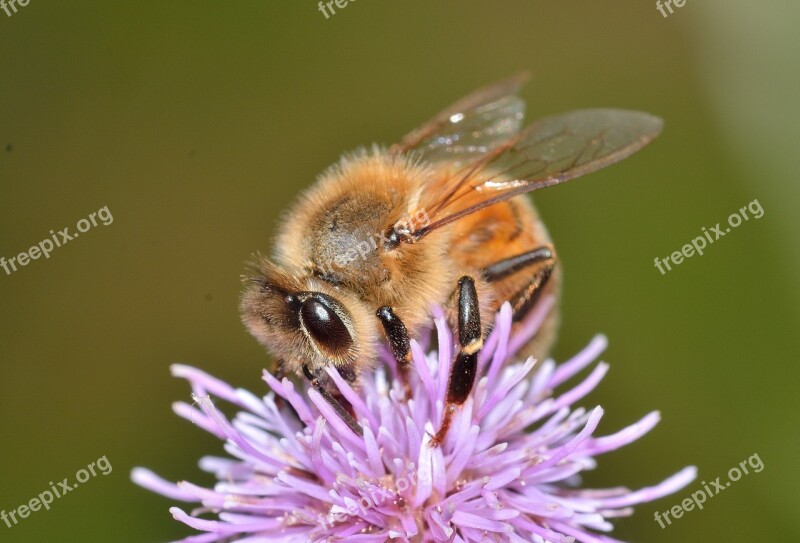 Hymenoptera Bee Apis Mellifera Free Photos