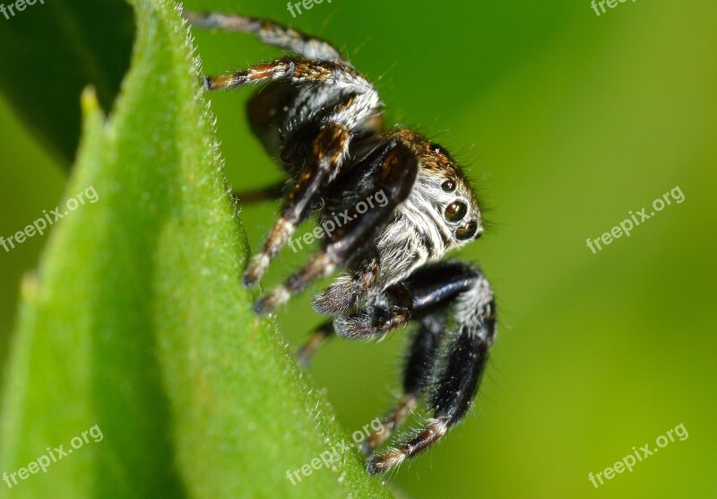 Arachnida Salticidae Spider Jumper Free Photos