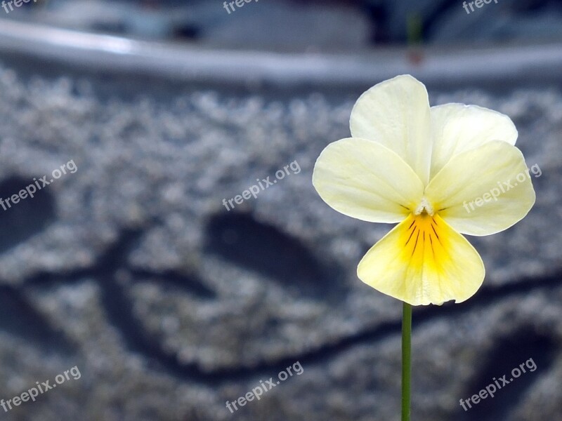 Flower Yellow Color Grey Stem