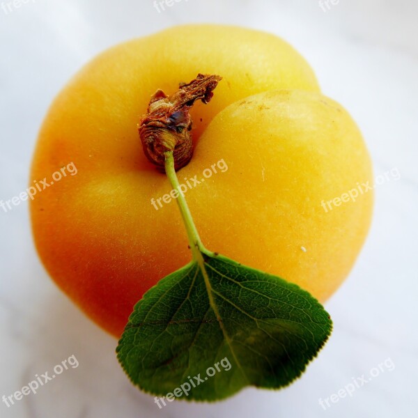 Apricot Leaf Fruit Tender Vitamins