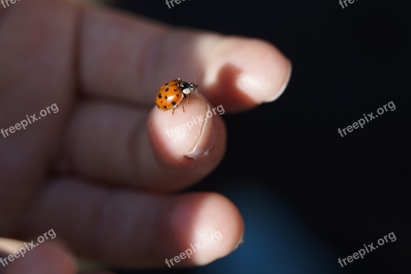 Ladybug Beetle Finger Child Lucky Charm