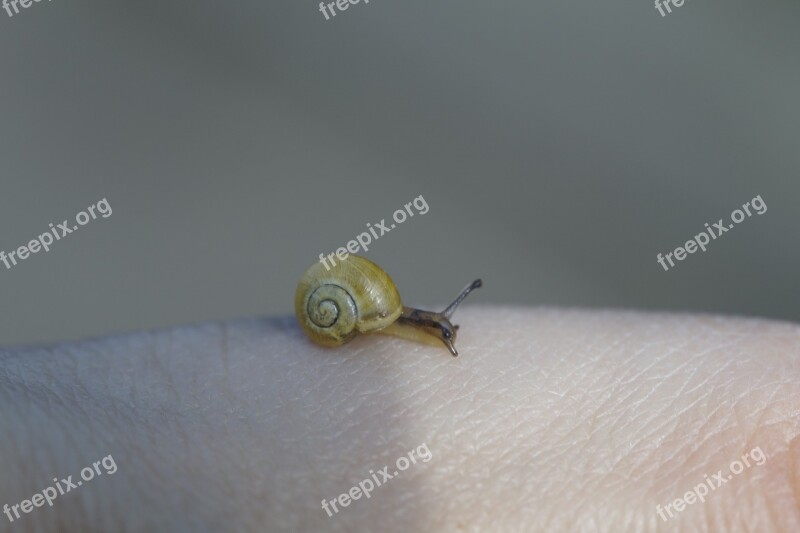 Crawling Snails Steinig Yellow Shell Slowly