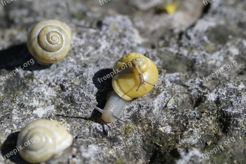 Snails Crawl Steinig Yellow Shell