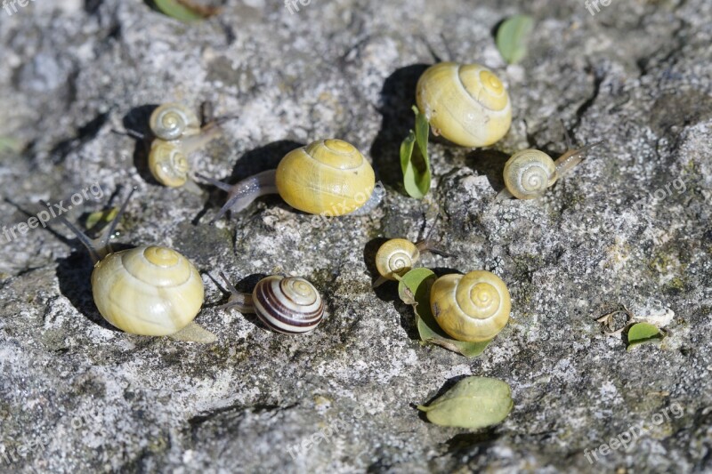 Snails Crawl Steinig Yellow Shell