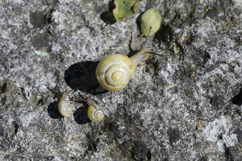 Snails Family Crawl Steinig Yellow