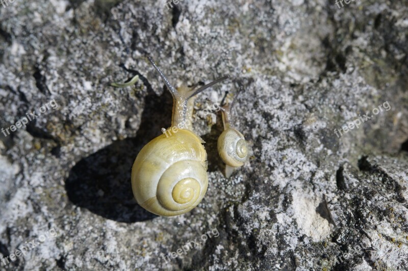 Snails Race Crawl Steinig Yellow