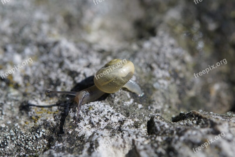 Snail Crawl Steinig Yellow Shell